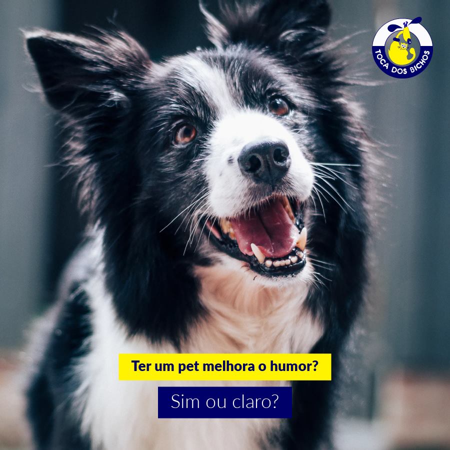 7 lembretes para levar seu cão no parque - Toca dos Bichos